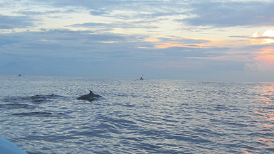 Auf Delfinsuche vor der Küste Lovinas, Bali.